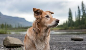 How Sound Impacts Pet Behavior