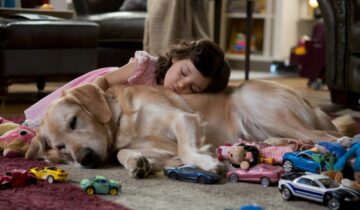 Creating the Perfect Sleep Sanctuary for Your Pet